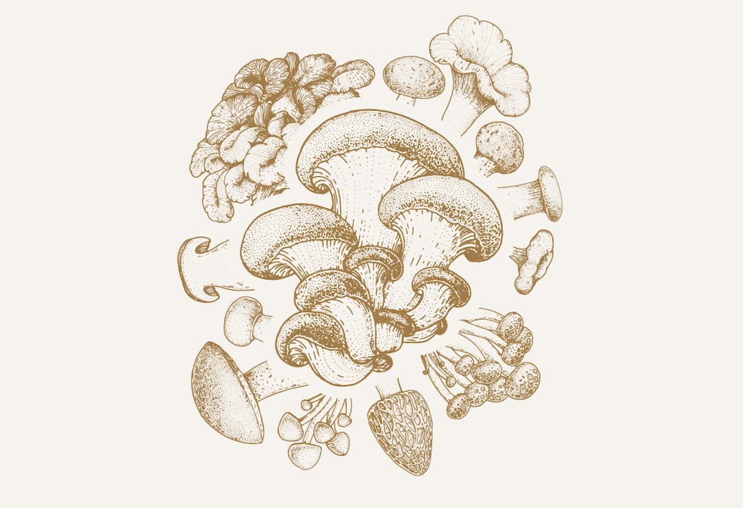 Croûtes aux morilles