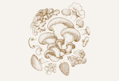 Croûtes aux morilles