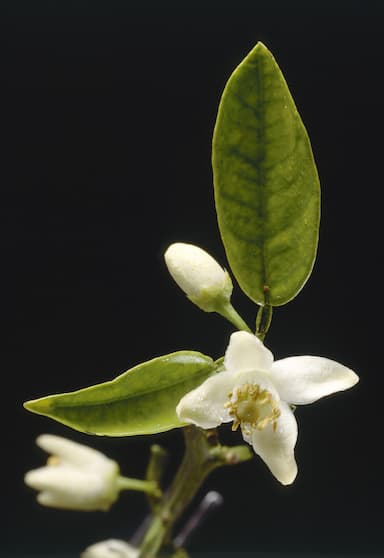 Fleur d'oranger
