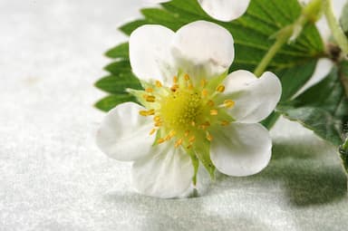 Jasmin