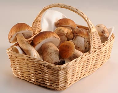 Panier de ceps