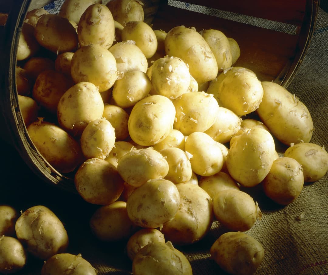 Pomme de terre de Noirmoutier