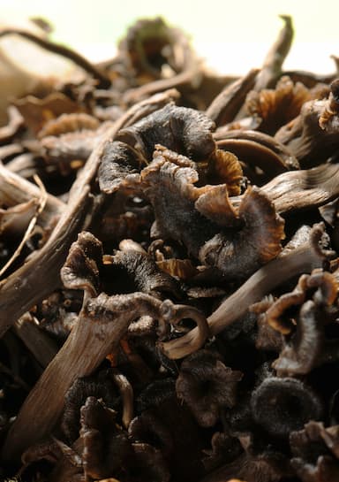 Trompette de la mort