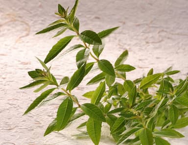 Verveine