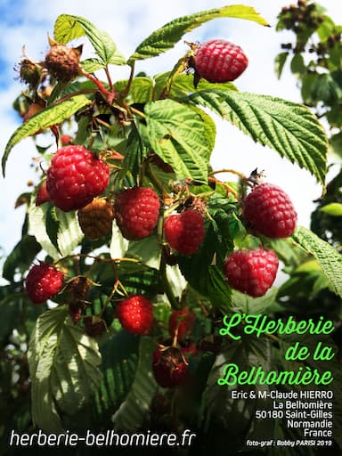 Framboise