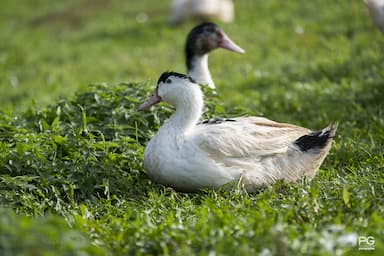 Canard Gras