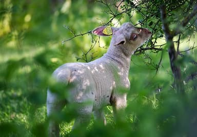 Agneau du Limousin