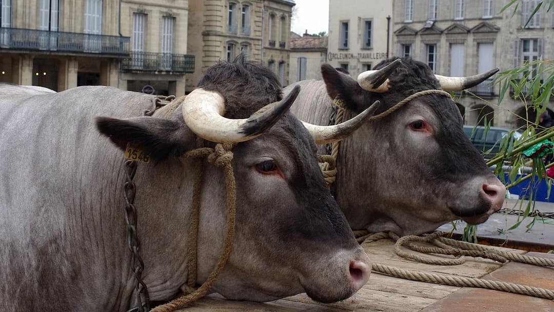 Boeuf de Bazas