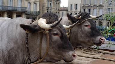 Boeuf de Bazas