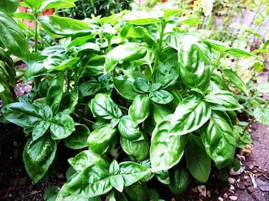 Basilic