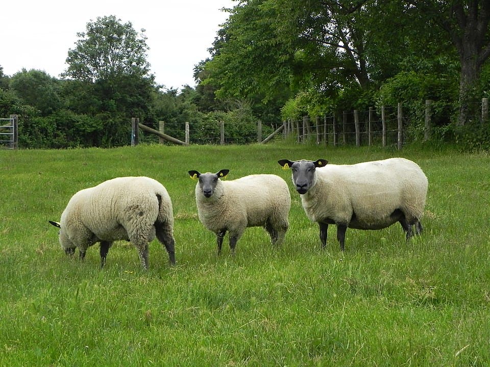 Mouton bleu du Maine