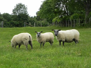 Mouton bleu du Maine