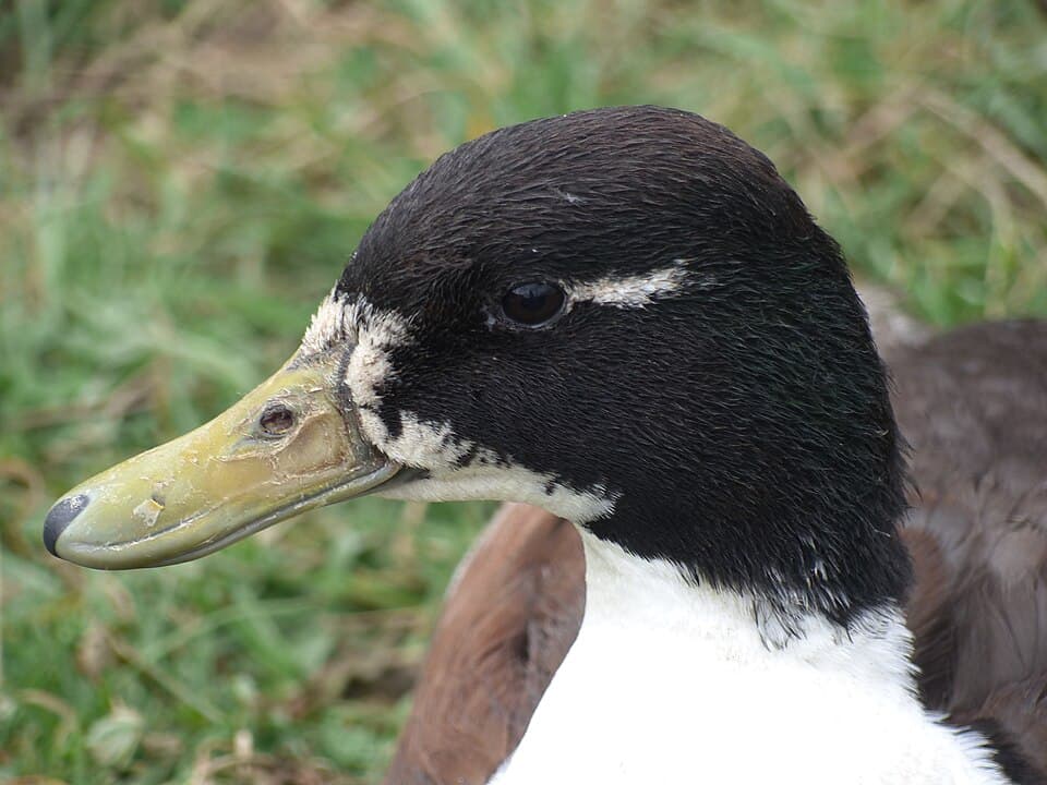 Canard de Challans