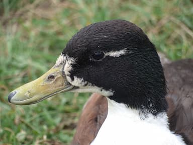 Canard de Challans
