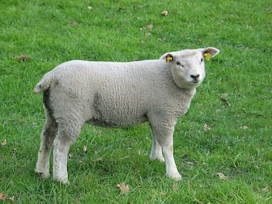 Agneau