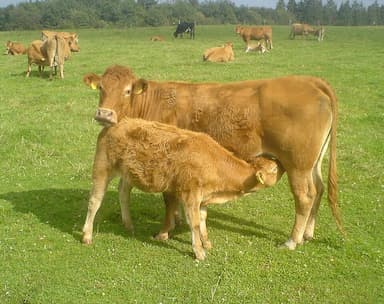 Veau du Limousin