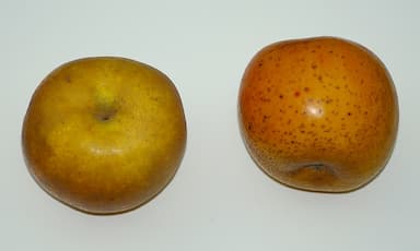 Pomme clochard