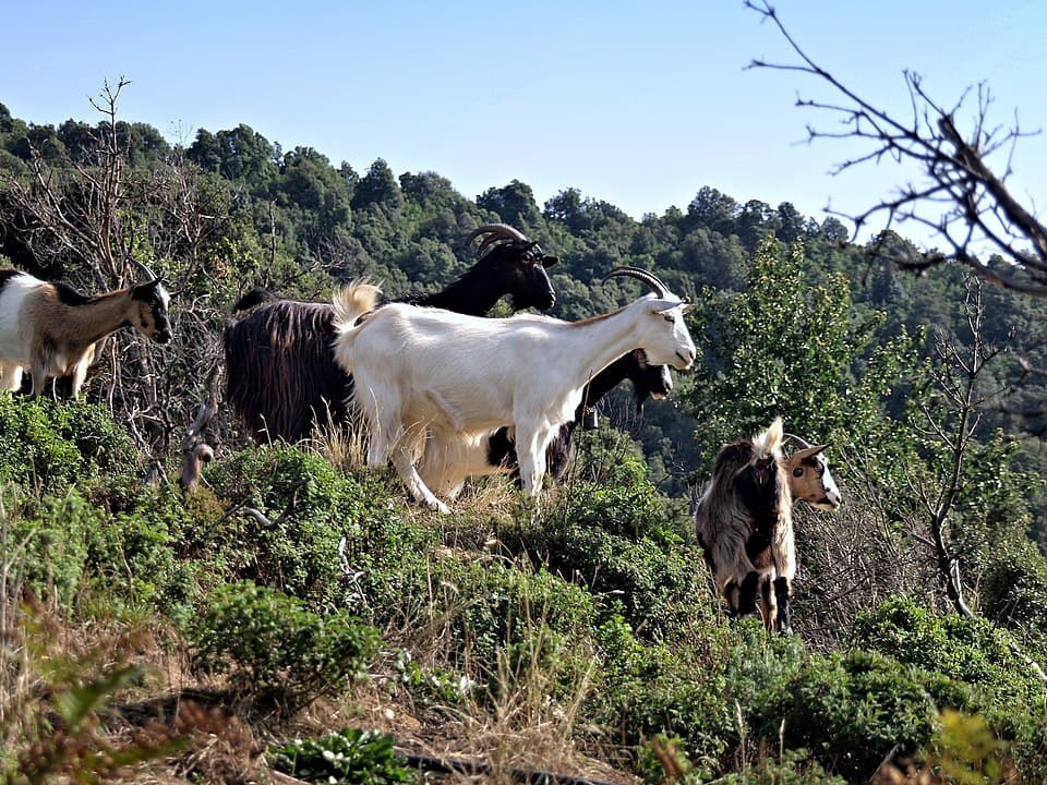 Cabri corse