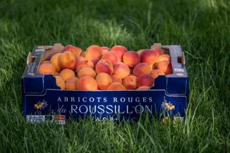 Abricots rouges du Roussillon