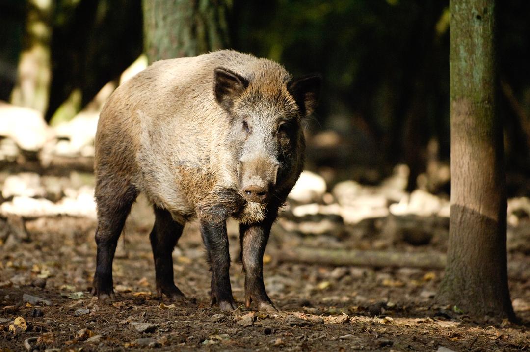 Sanglier des Ardennes