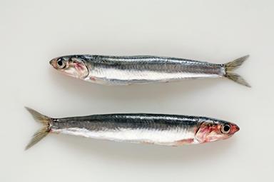 Anchois