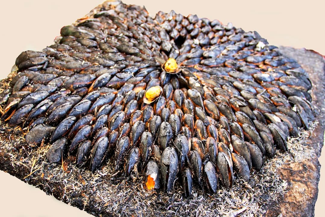 Eclade de moules