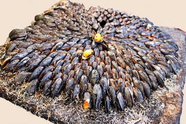 Eclade de moules
