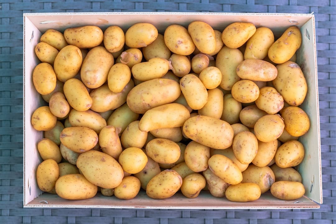 Pomme de terre de l'Île de Ré