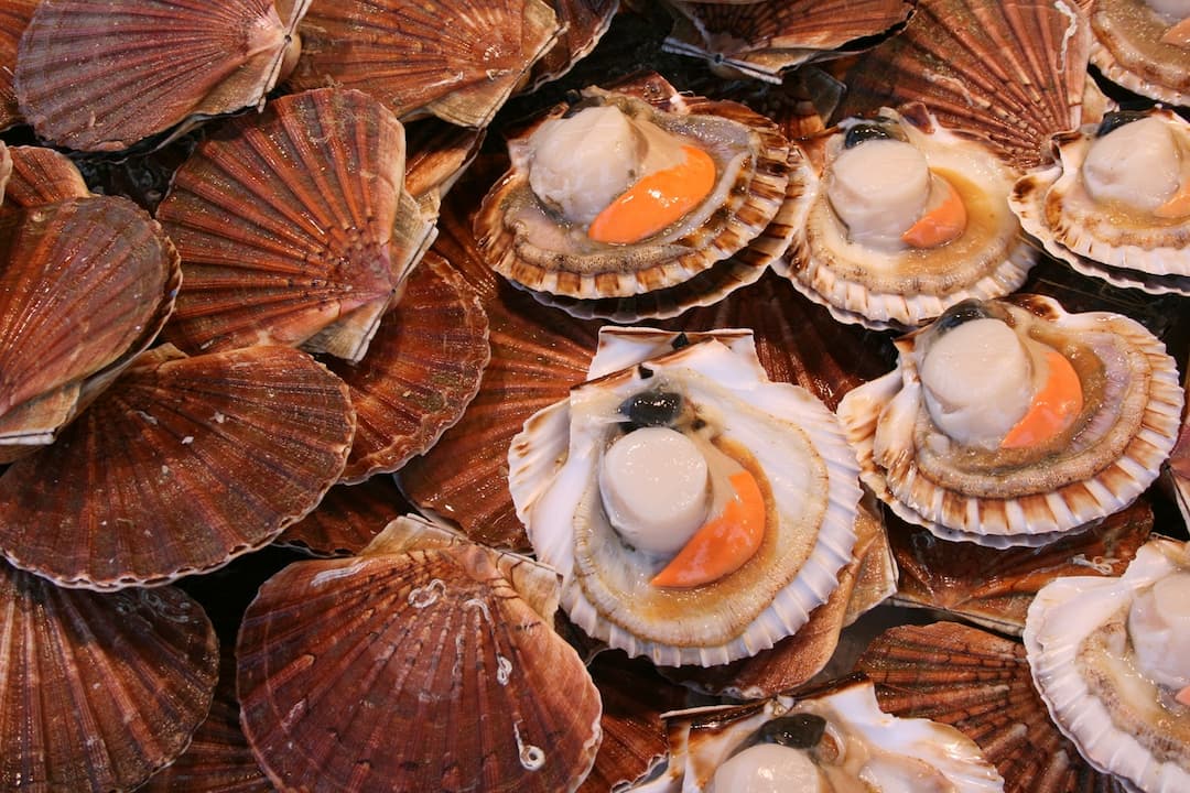 Coquille Saint Jacques