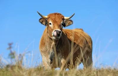 Boeuf d'Aubrac