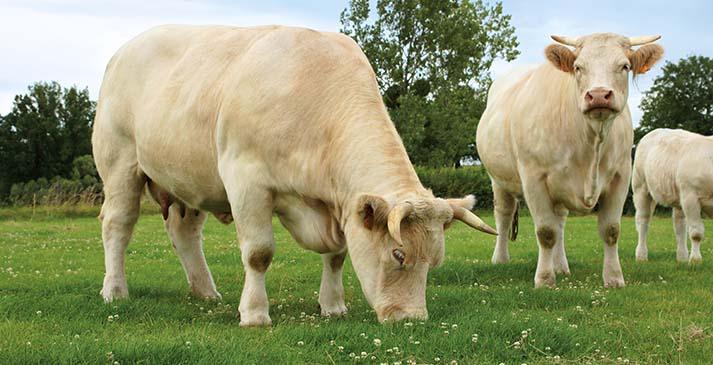 Boeuf charolais du Bourbonnais