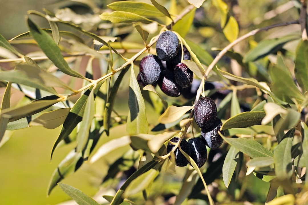 Olives de La Ferme de l'Ayguemarse