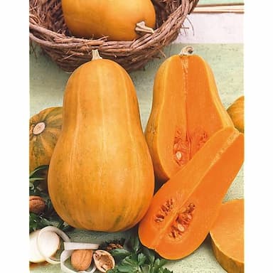 Courge