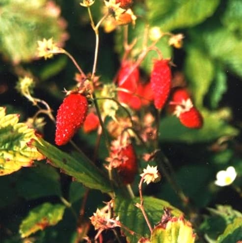 Fraise de Prin