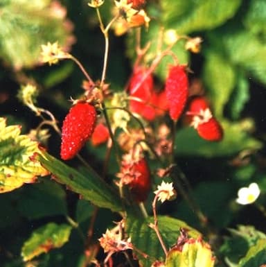 Fraise de Prin