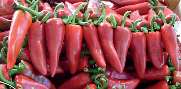 piment gorria basque