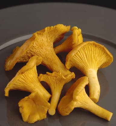 Girolles