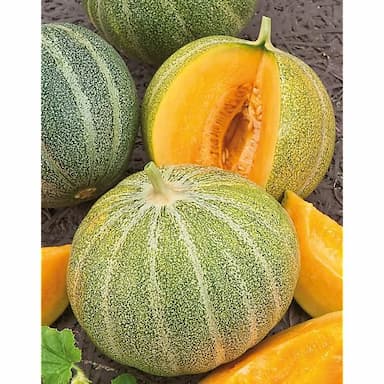 Melon Petit gris de Rennes