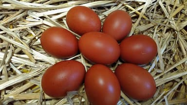 Oeuf de Marans
