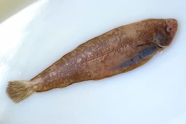 Céteau