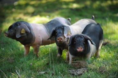 Porc noir basque