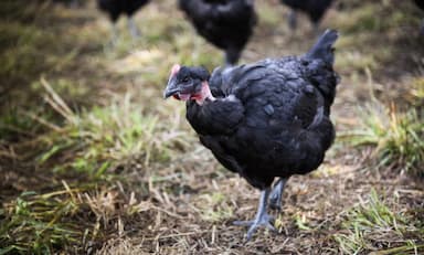 Poularde noire de Vendée