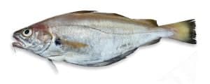 Tacaud