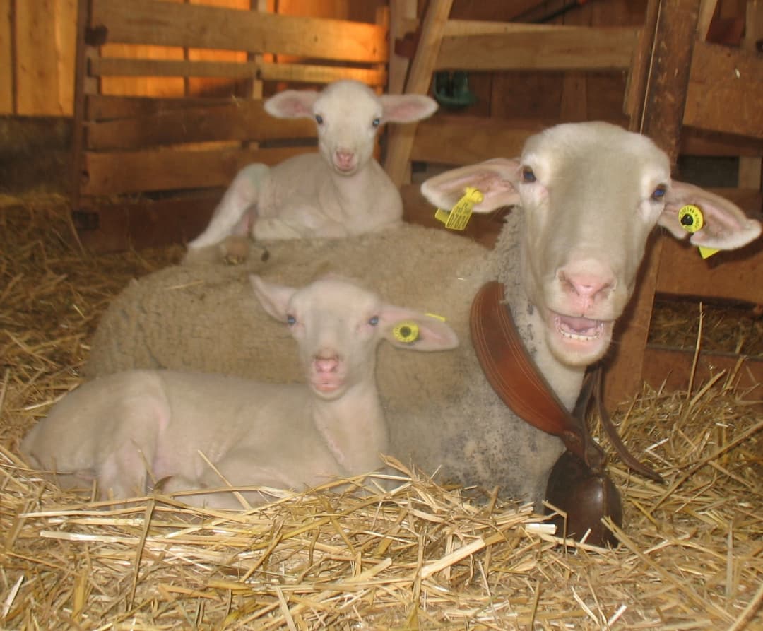 des brebis