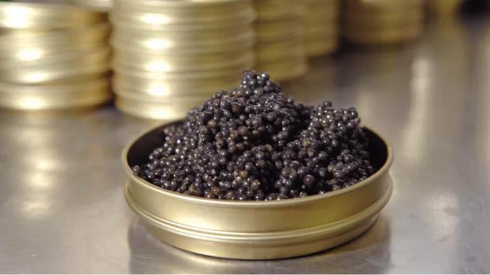 Caviar