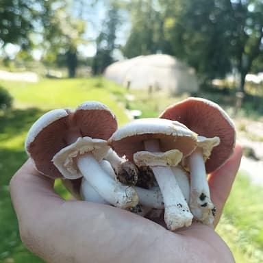 Agaric champêtre