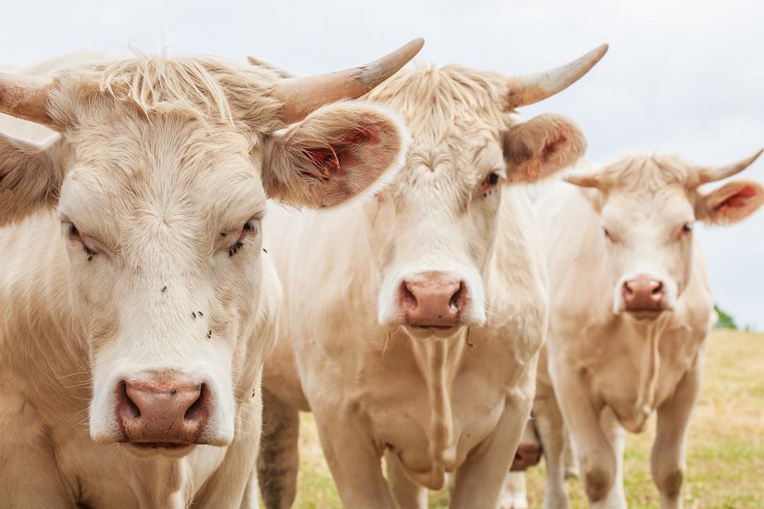 Boeuf blond d'Aquitaine