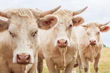 Boeuf blond d'Aquitaine