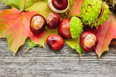 Châtaignes rouges