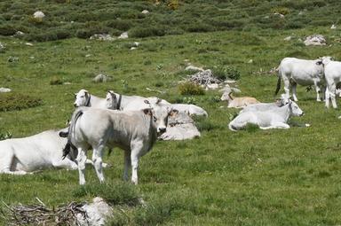 Rosée des Pyrénées catalanes
